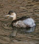 Little Grebe