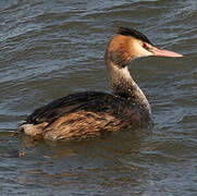 Great Crested Grebe