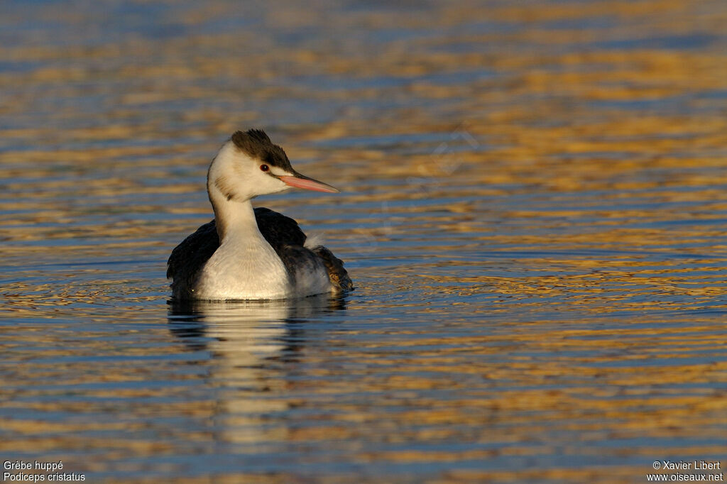 Grèbe huppéadulte internuptial, identification