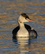 Great Crested Grebe