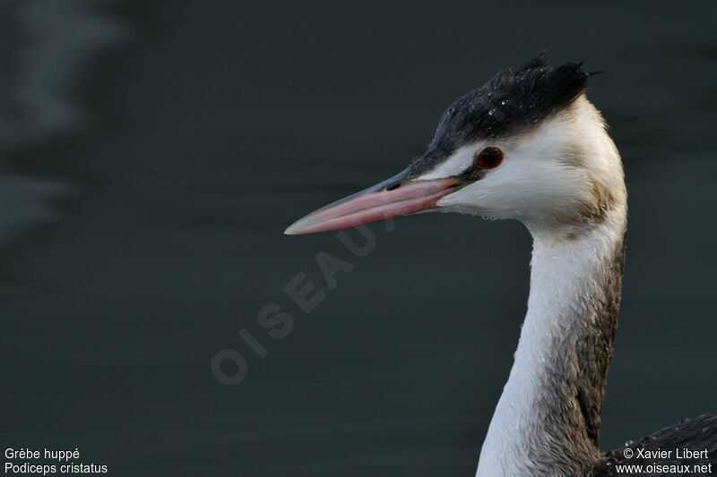 Great Crested Grebeimmature, identification