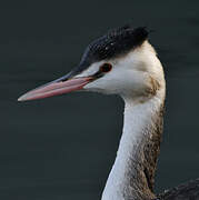 Great Crested Grebe