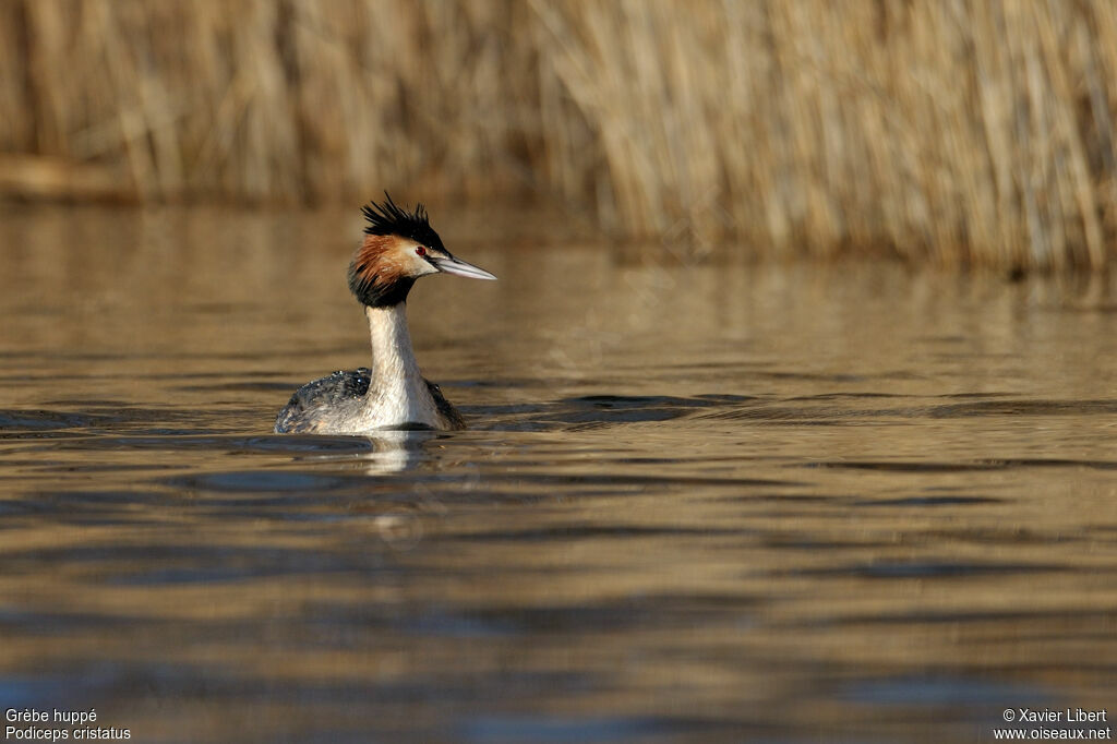 Great Crested Grebeadult breeding, identification