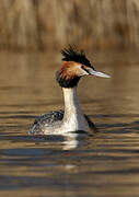 Great Crested Grebe