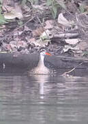 African Finfoot