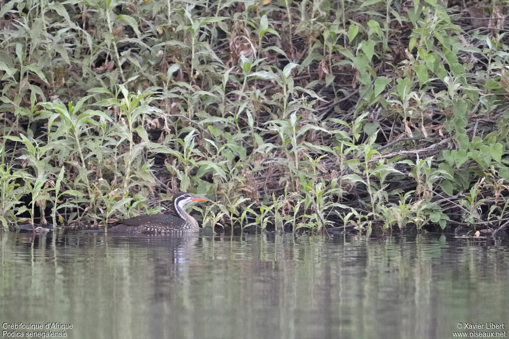 African Finfoot female adult, identification