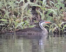 African Finfoot