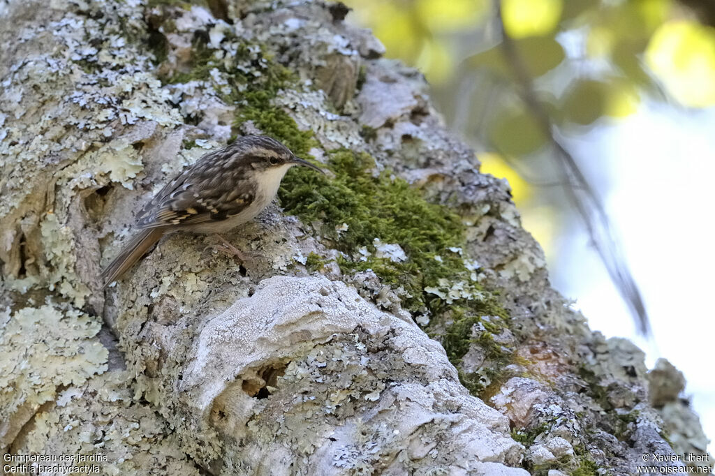 Short-toed Treecreeperadult, identification