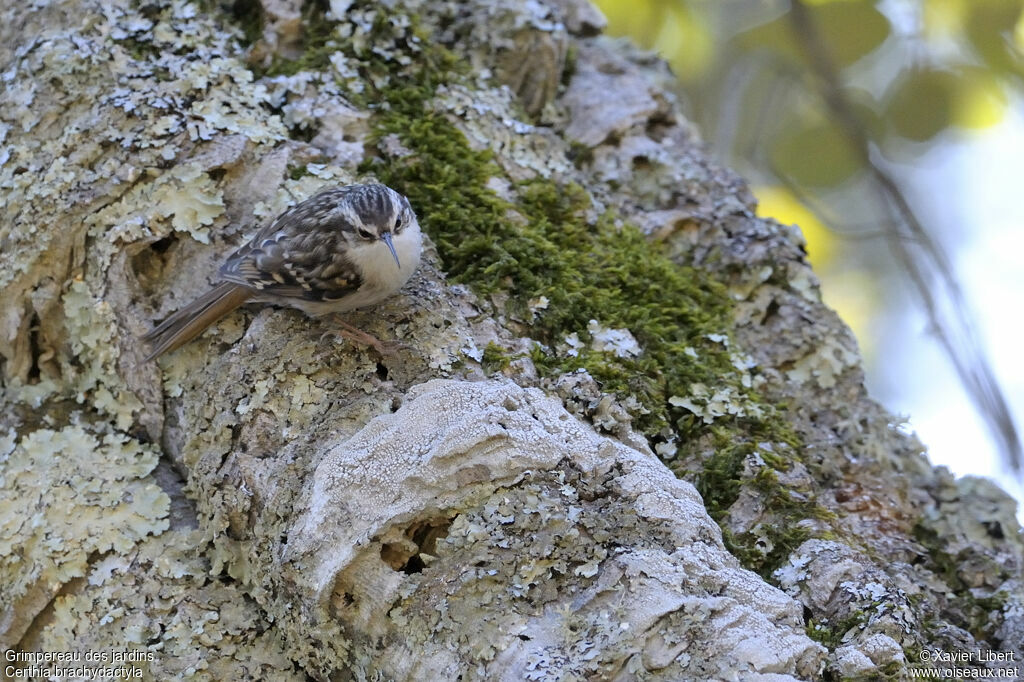 Short-toed Treecreeperadult, identification