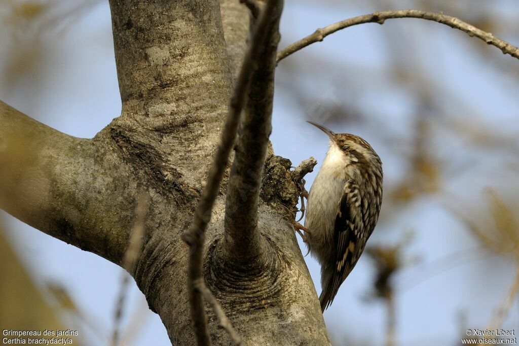 Short-toed Treecreeperadult, identification