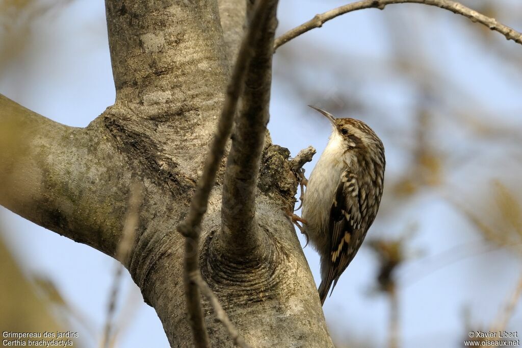 Short-toed Treecreeperadult, identification