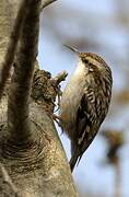 Short-toed Treecreeper