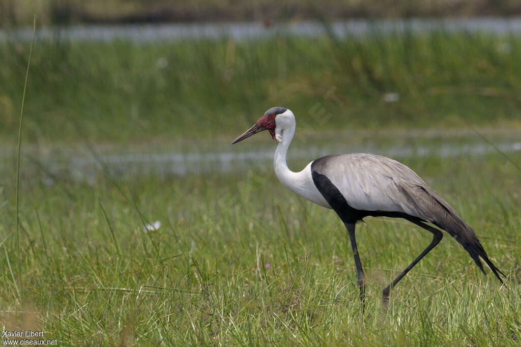 Grue caronculéeadulte, identification