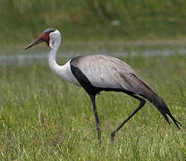 Wattled Crane