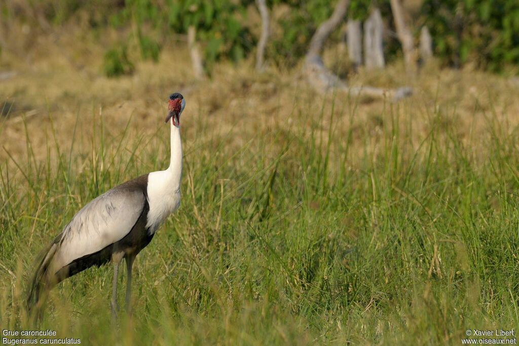 Grue caronculéeadulte, identification