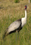 Wattled Crane