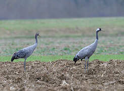 Common Crane