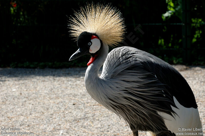 Grey Crowned Craneadult, identification