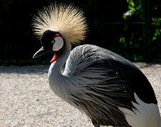 Grey Crowned Crane