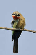 White-fronted Bee-eater