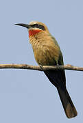 White-fronted Bee-eater