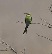 Swallow-tailed Bee-eater