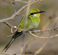 Swallow-tailed Bee-eater