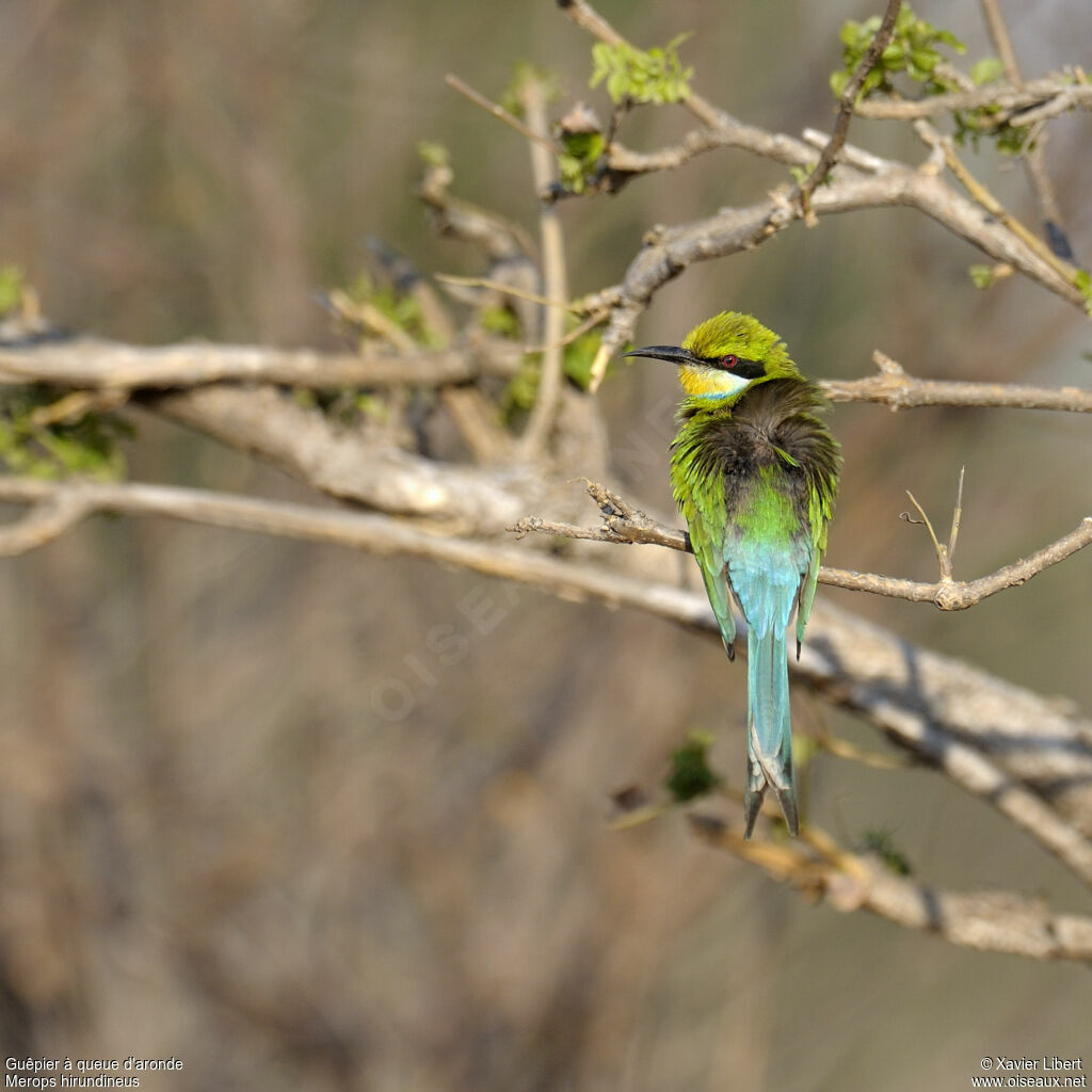 Swallow-tailed Bee-eateradult, identification