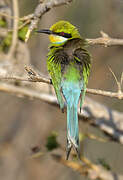 Swallow-tailed Bee-eater