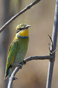 Swallow-tailed Bee-eater