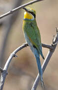 Swallow-tailed Bee-eater