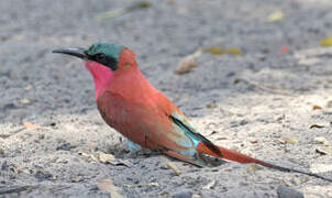 Southern Carmine Bee-eater