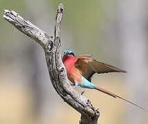 Southern Carmine Bee-eater