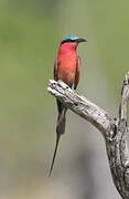 Southern Carmine Bee-eater