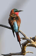 Southern Carmine Bee-eater