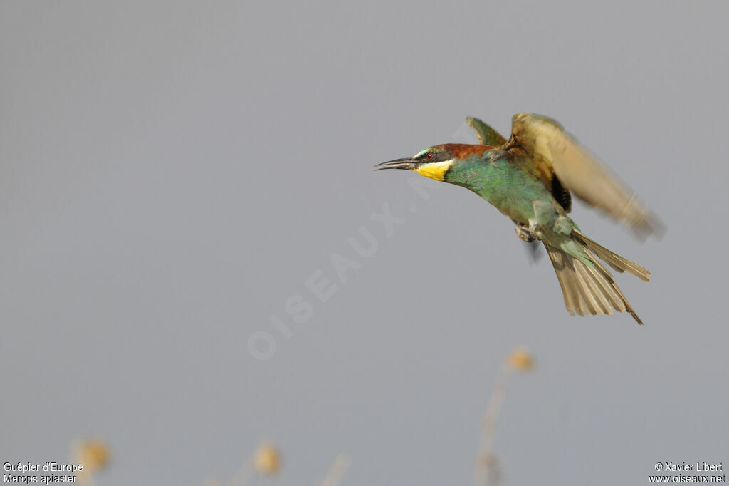 European Bee-eateradult, Flight