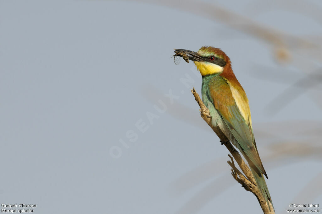 European Bee-eater female adult, identification, feeding habits