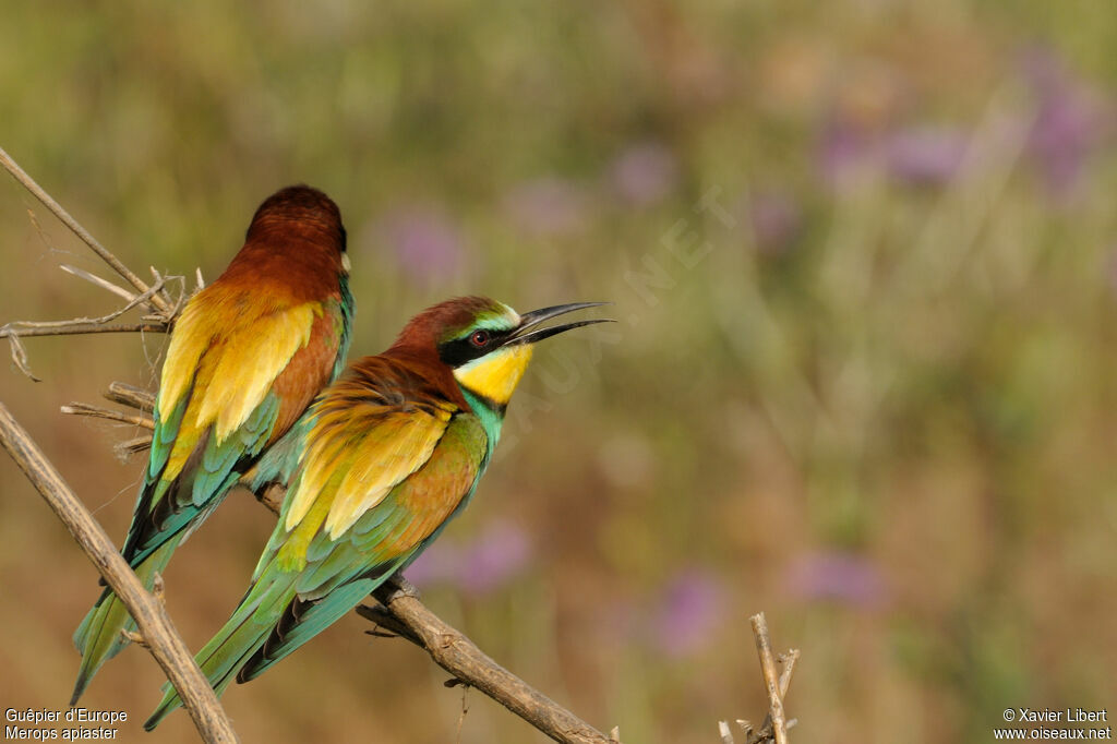 European Bee-eater adult, identification, Behaviour