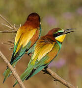 European Bee-eater