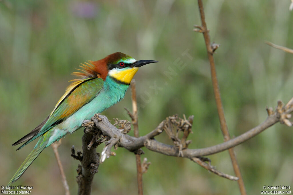 European Bee-eater female adult, identification, Behaviour