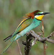 European Bee-eater