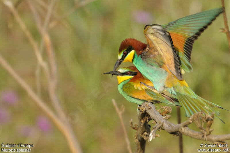 European Bee-eater adult, identification, Behaviour