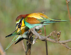 European Bee-eater