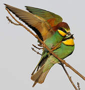 European Bee-eater