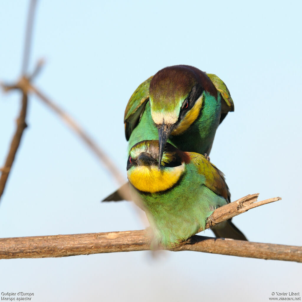 European Bee-eater adult, identification, Behaviour