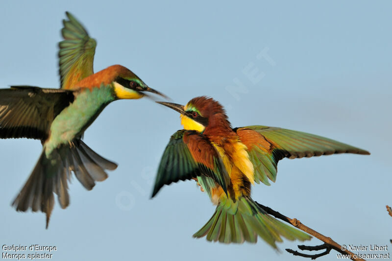 European Bee-eater male adult, identification, Flight, Behaviour