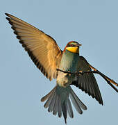 European Bee-eater