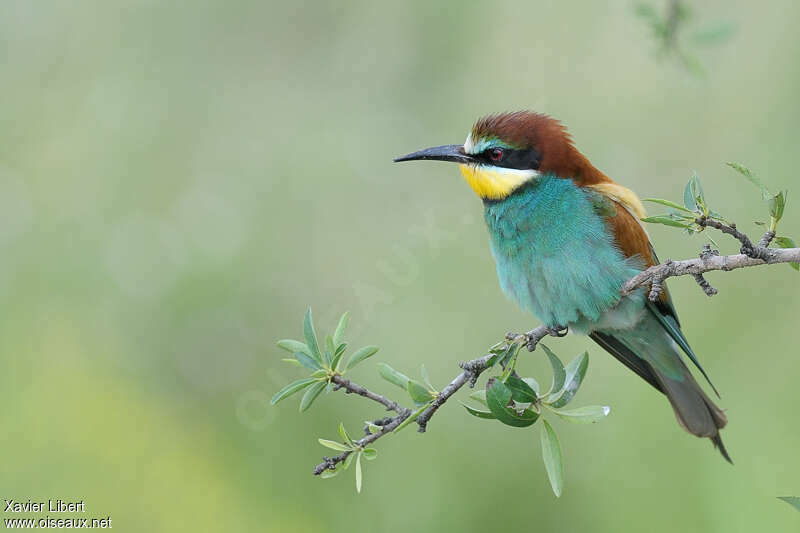 Guêpier d'Europe mâle, identification