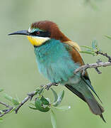 European Bee-eater