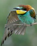 European Bee-eater